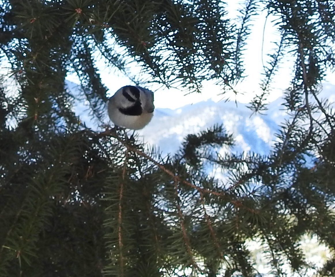 Mountain Chickadee - ML611886592