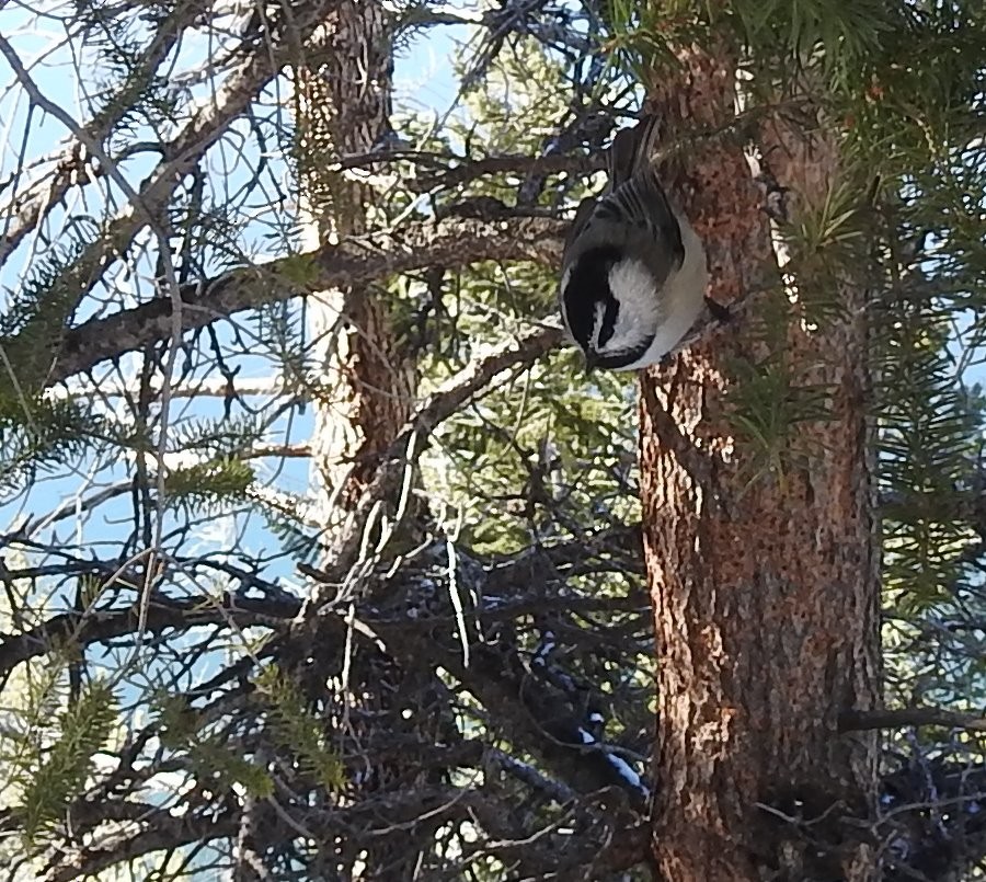 Mountain Chickadee - Carol Morgan