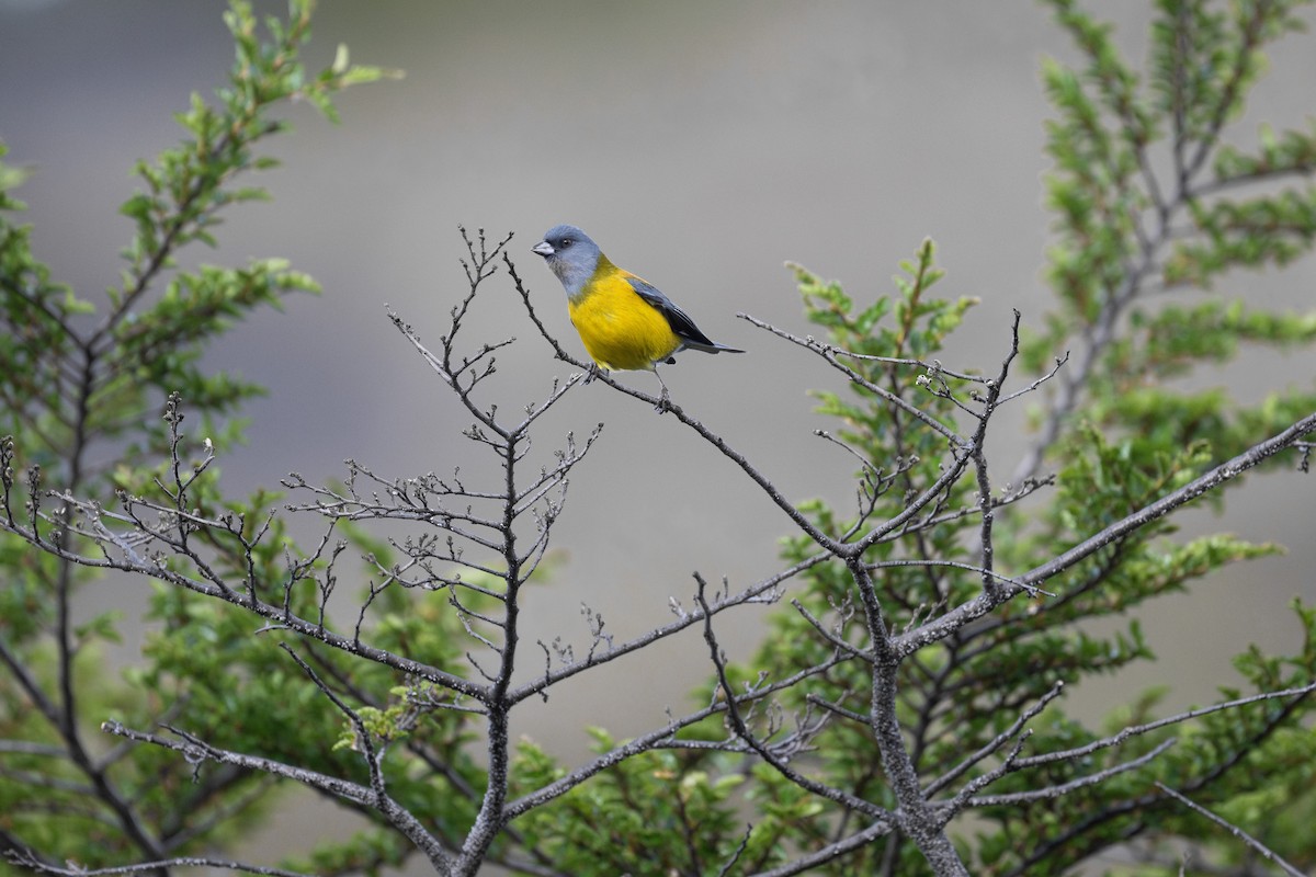 Gray-hooded Sierra Finch - ML611886597