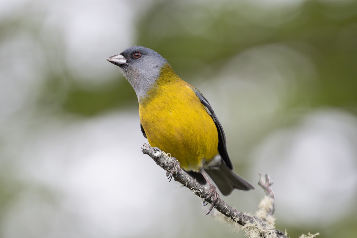 Gray-hooded Sierra Finch - ML611886598