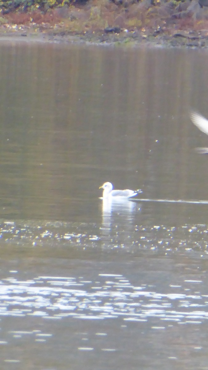 Short-billed Gull - ML611886609