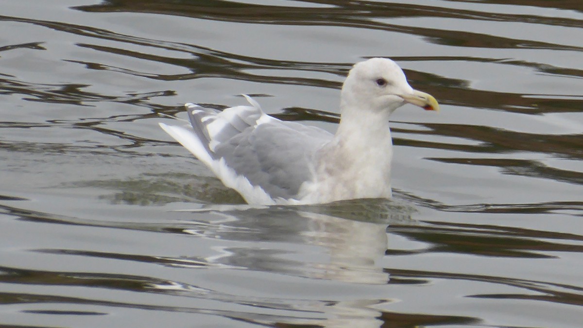 Glaucous-winged Gull - ML611886617