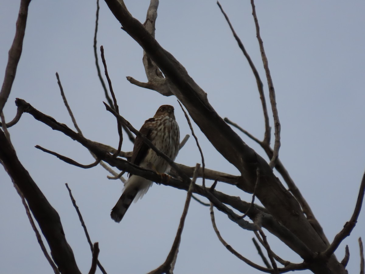 Sharp-shinned Hawk - ML611886637