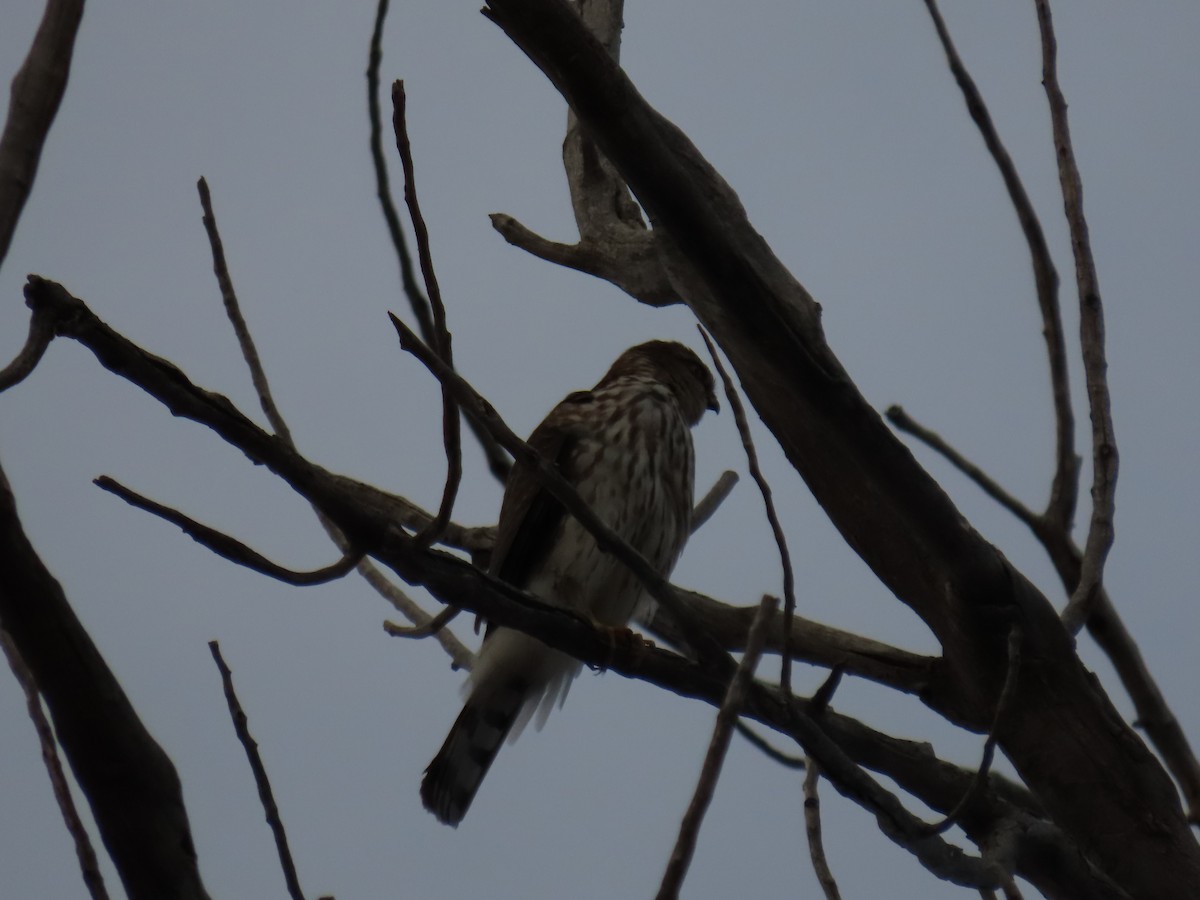 Sharp-shinned Hawk - ML611886638