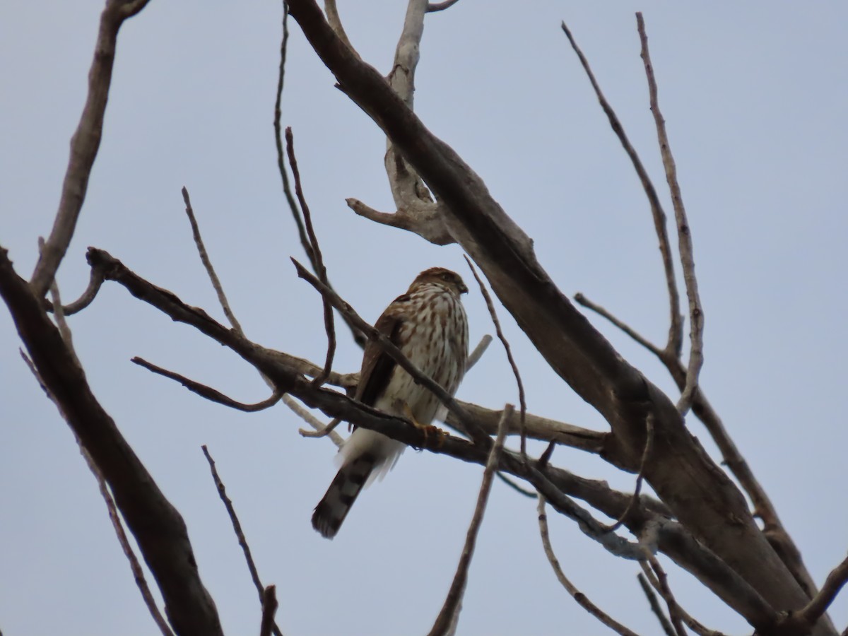 Sharp-shinned Hawk - ML611886639