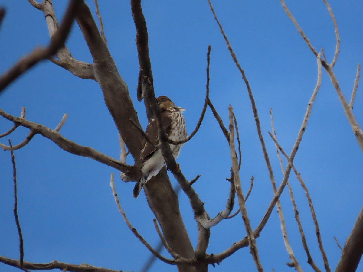 Sharp-shinned Hawk - ML611886640