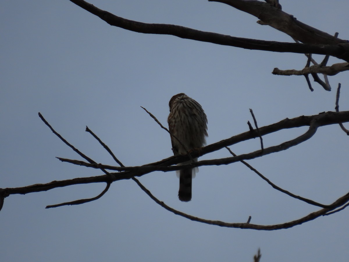 Sharp-shinned Hawk - ML611886646