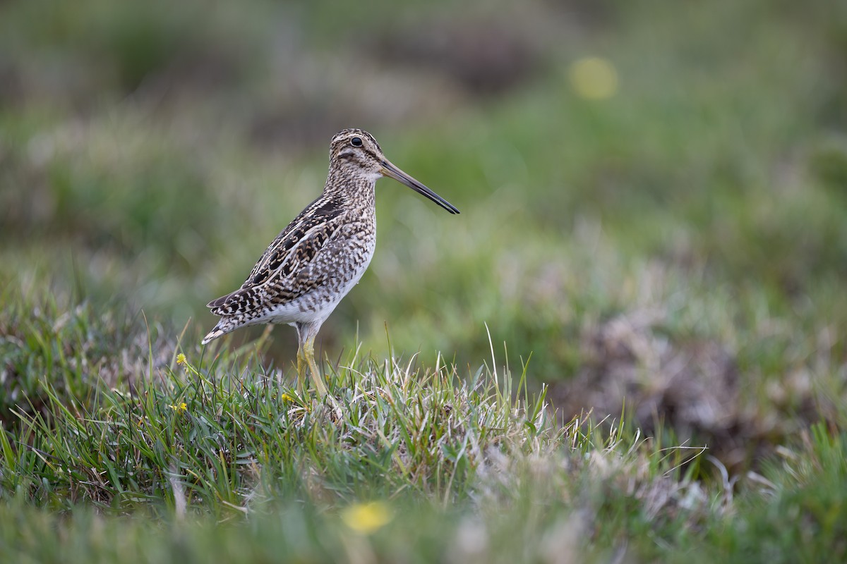 Magellanic Snipe - ML611886648