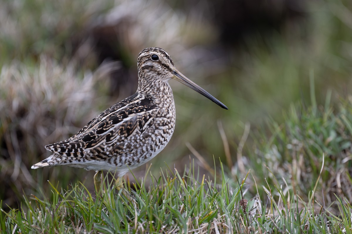 Magellanic Snipe - ML611886649