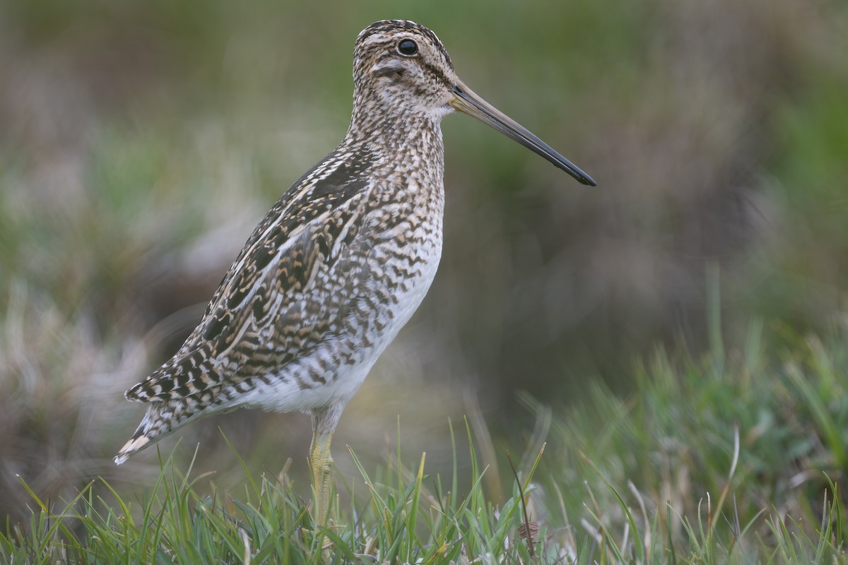 Magellanic Snipe - ML611886650