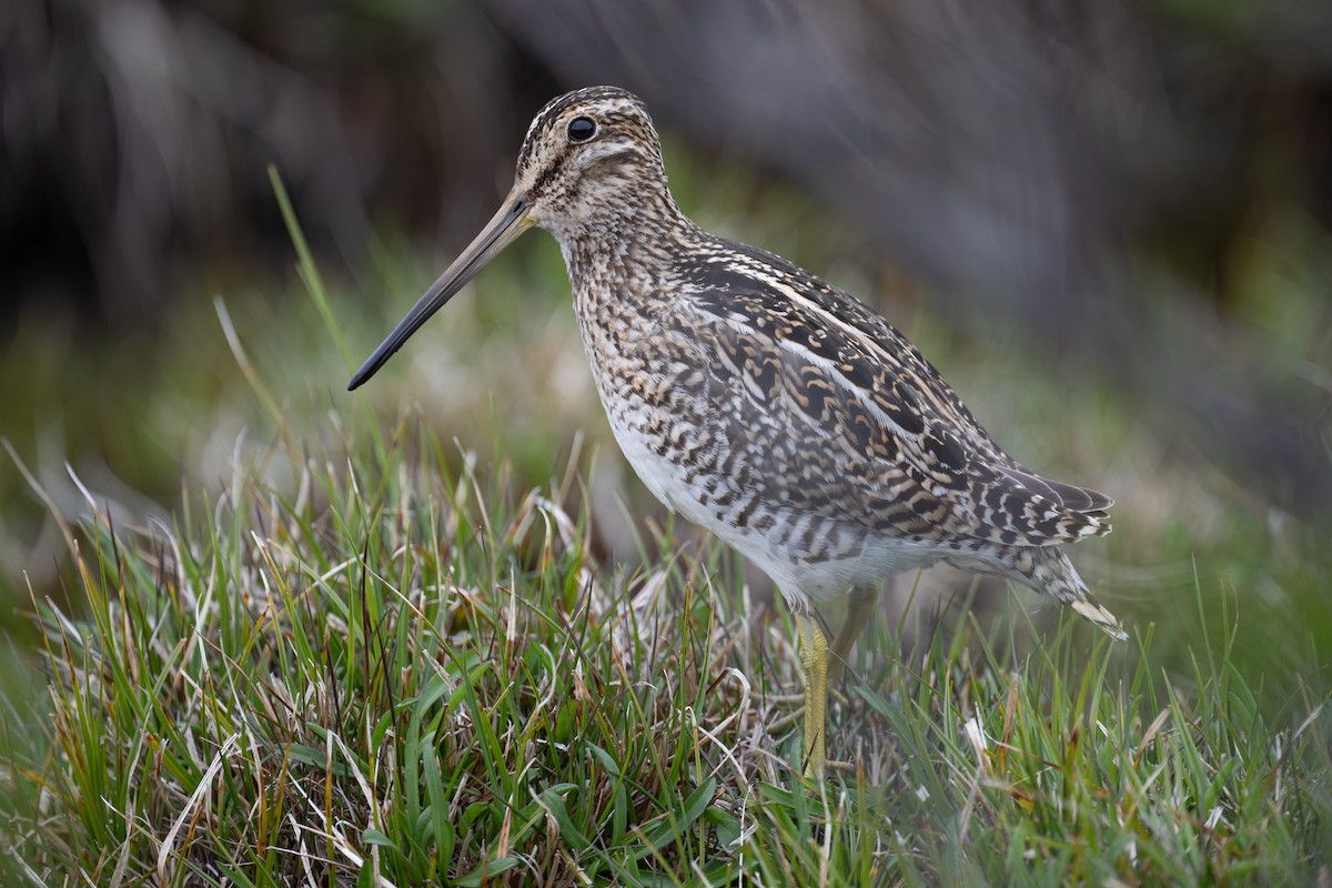 Magellanic Snipe - Charles Thomas