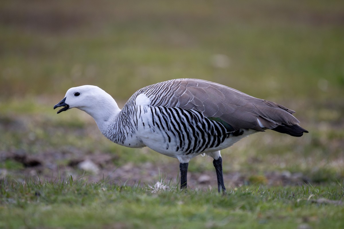 Upland Goose - ML611886684