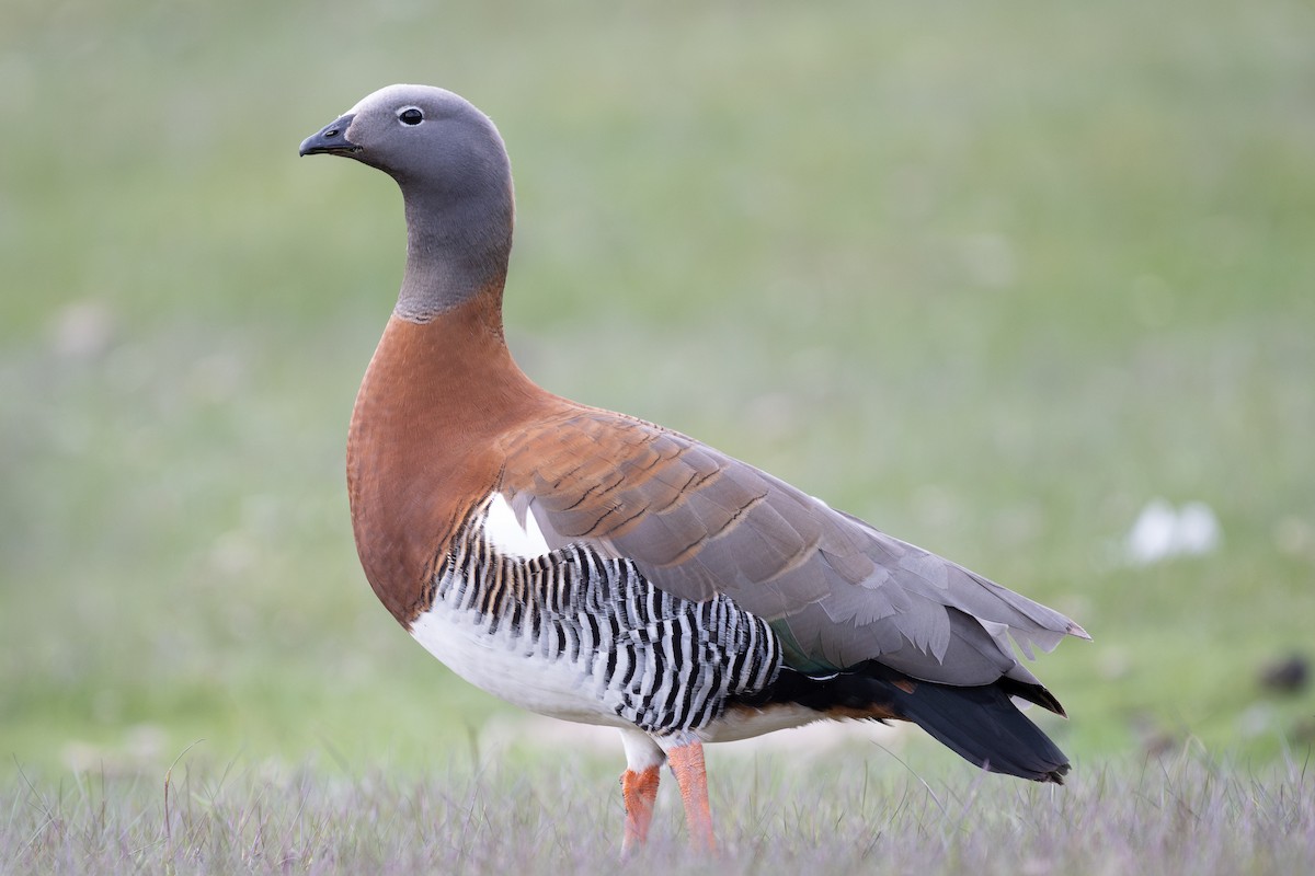 Ashy-headed Goose - ML611886686