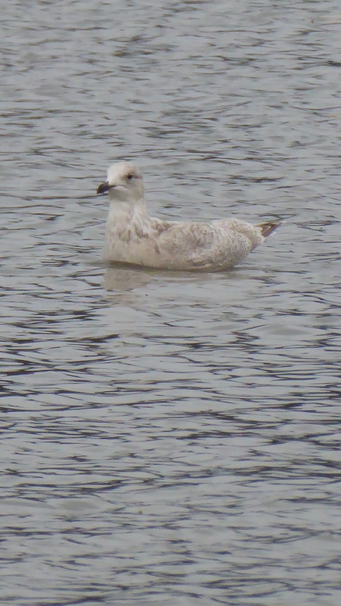 Iceland Gull (kumlieni) - ML611886687