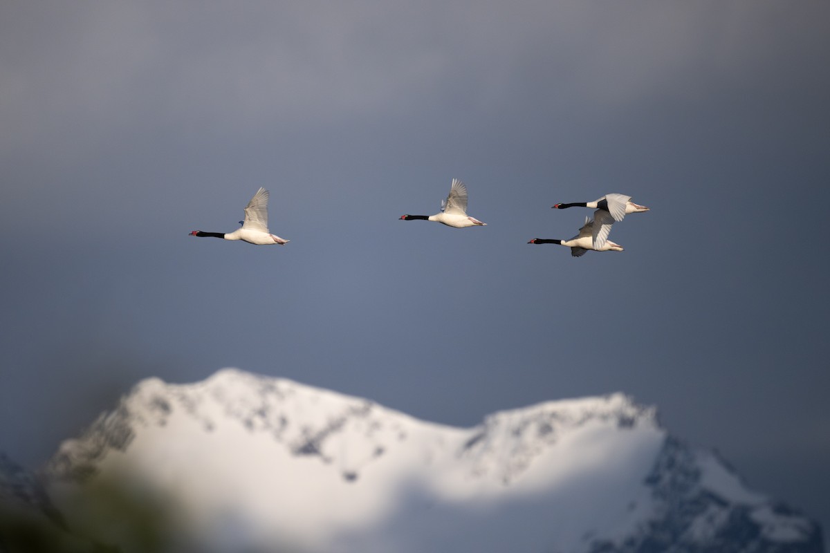 Black-necked Swan - ML611886705