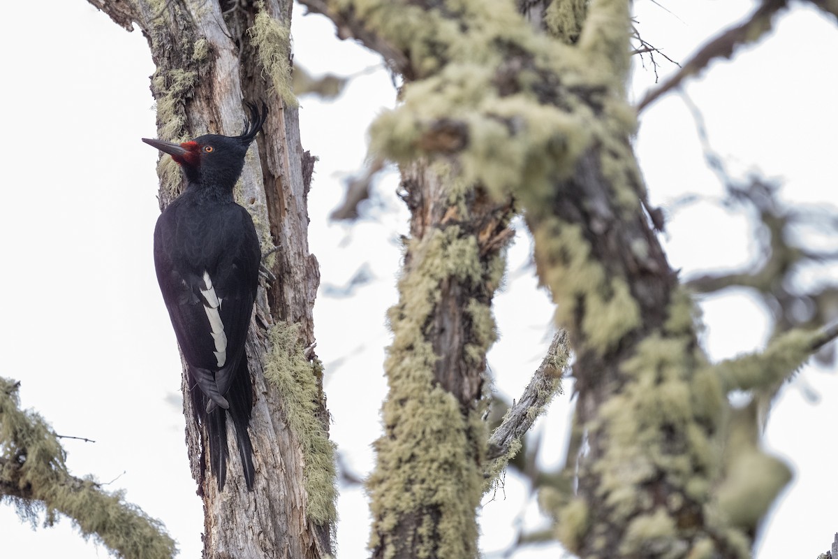 Magellanic Woodpecker - ML611886738