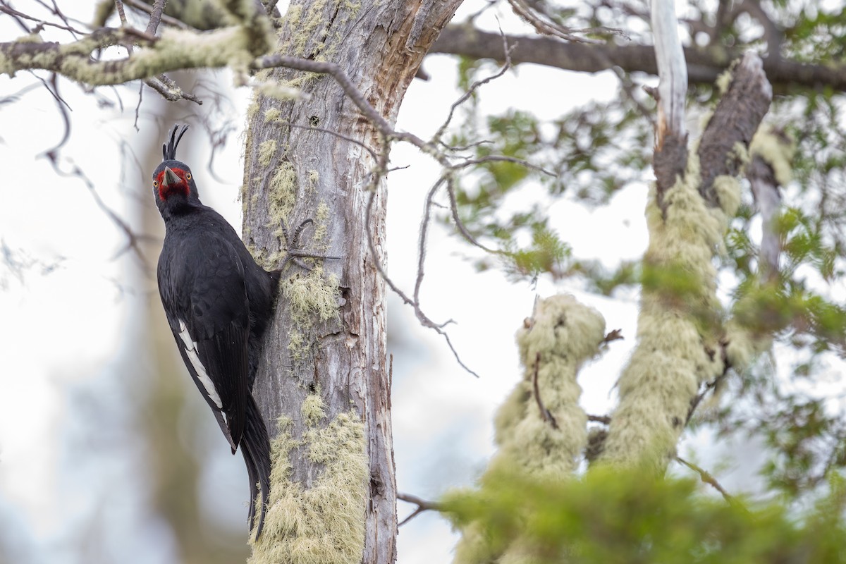 Magellanic Woodpecker - Charles Thomas