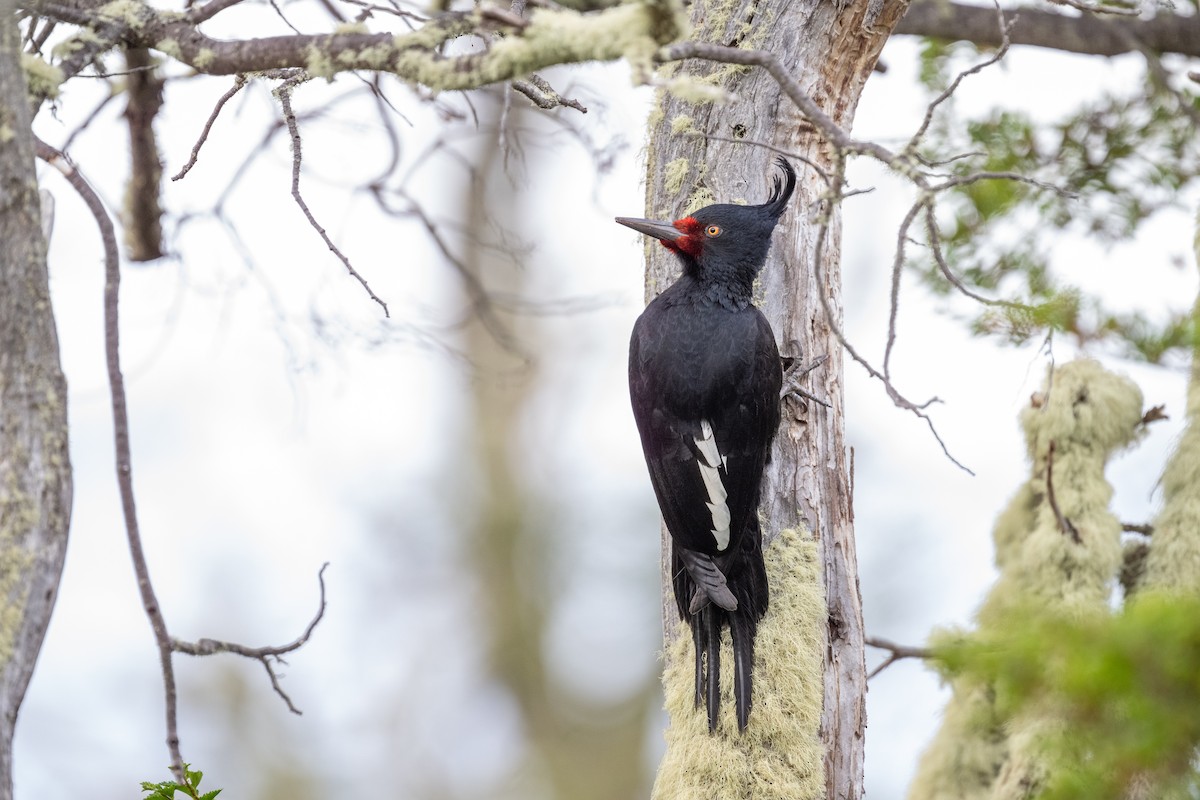 Magellanic Woodpecker - ML611886740