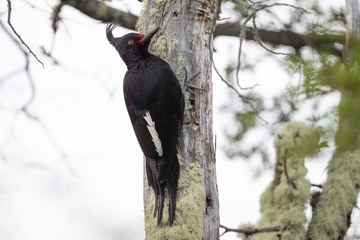 Magellanic Woodpecker - ML611886741