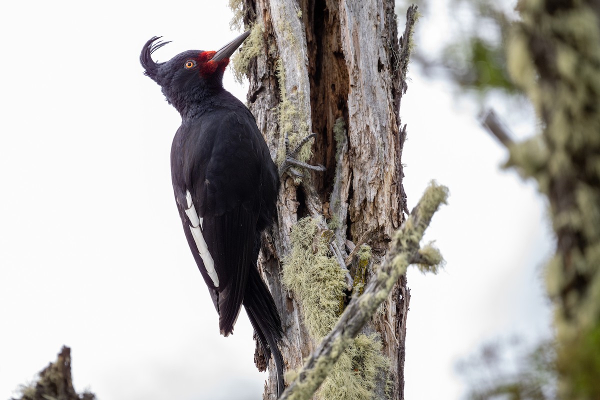 Magellanic Woodpecker - ML611886742