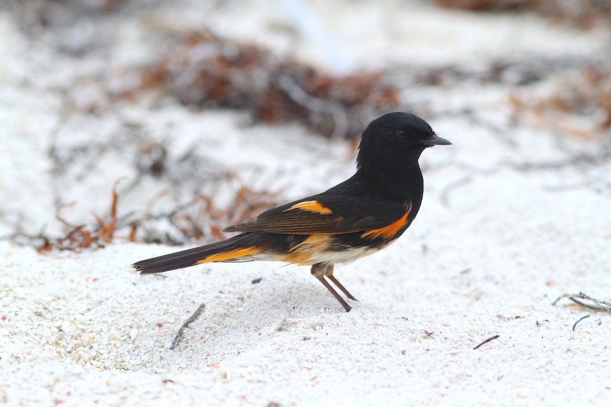 American Redstart - ML611886758