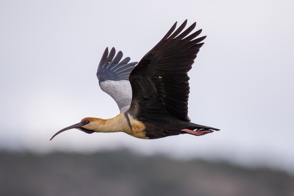 Black-faced Ibis - ML611886766