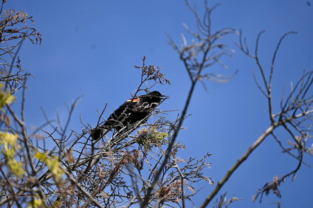 Red-winged Blackbird - Hitomi Ward