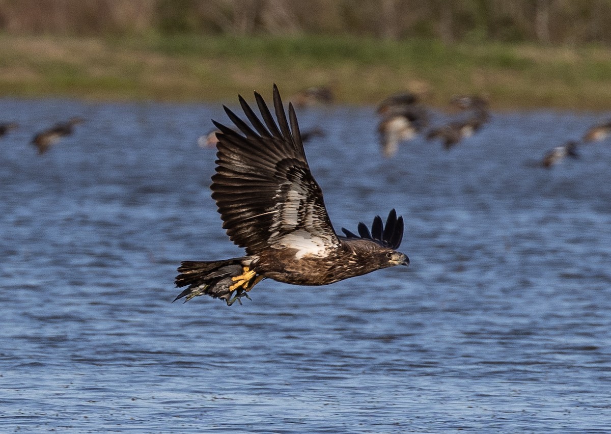 Bald Eagle - ML611886782