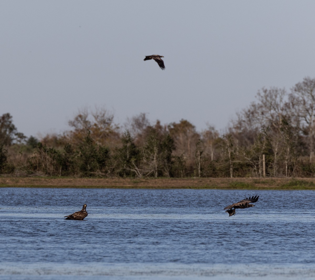 Bald Eagle - ML611886783