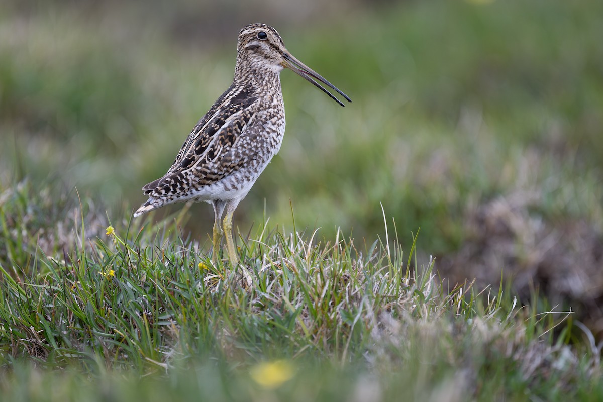 Magellanic Snipe - ML611886808