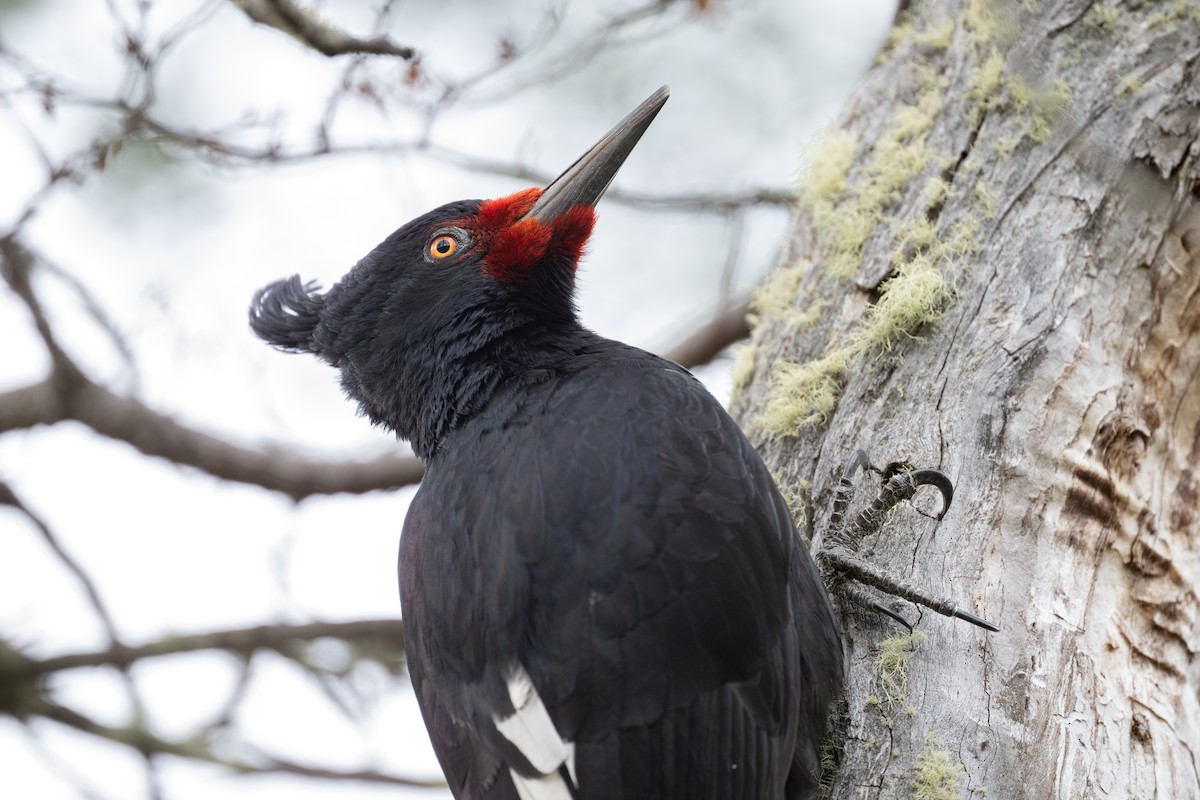 Magellanic Woodpecker - ML611886847