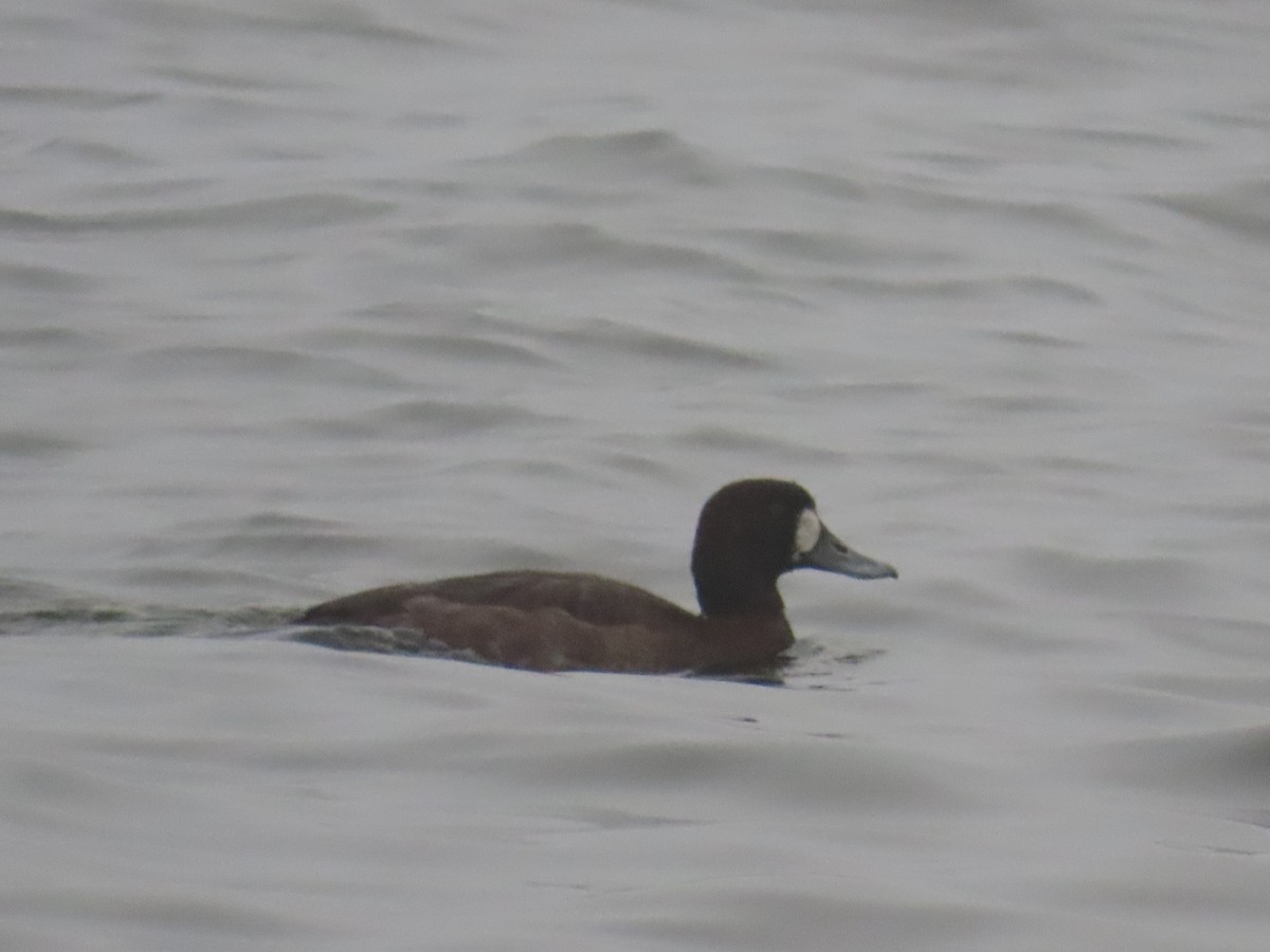 Greater Scaup - G. Vike Vicente