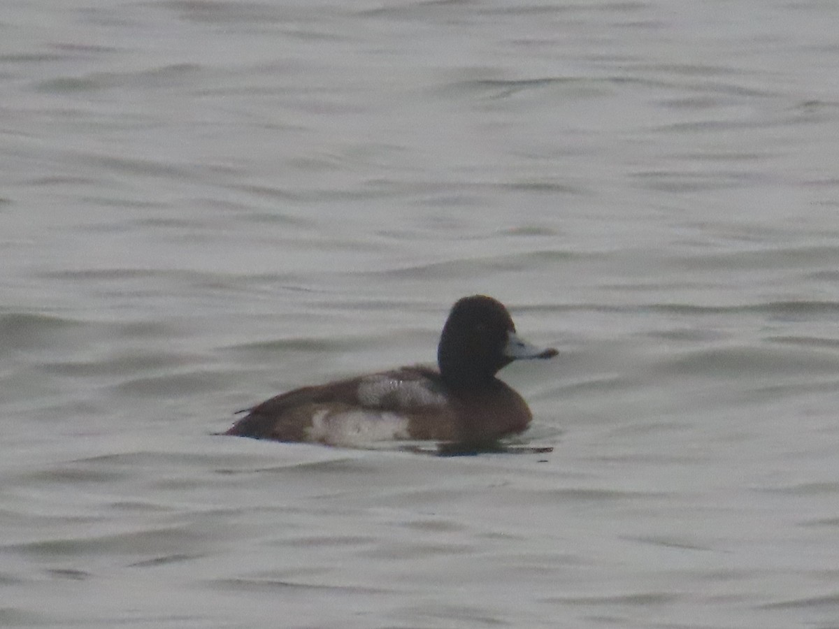 Greater Scaup - G. Vike Vicente