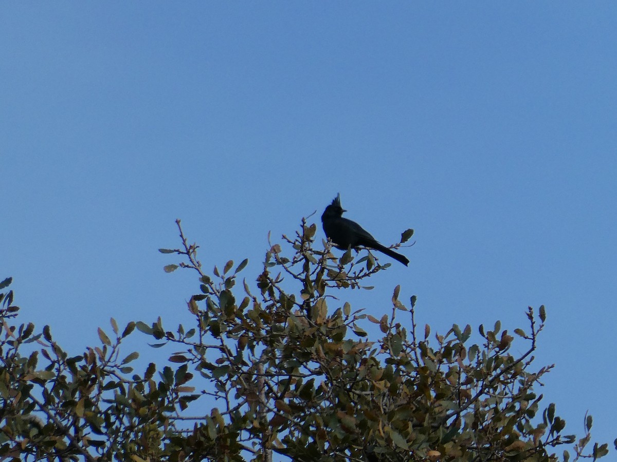 Phainopepla - Dane Fagundes