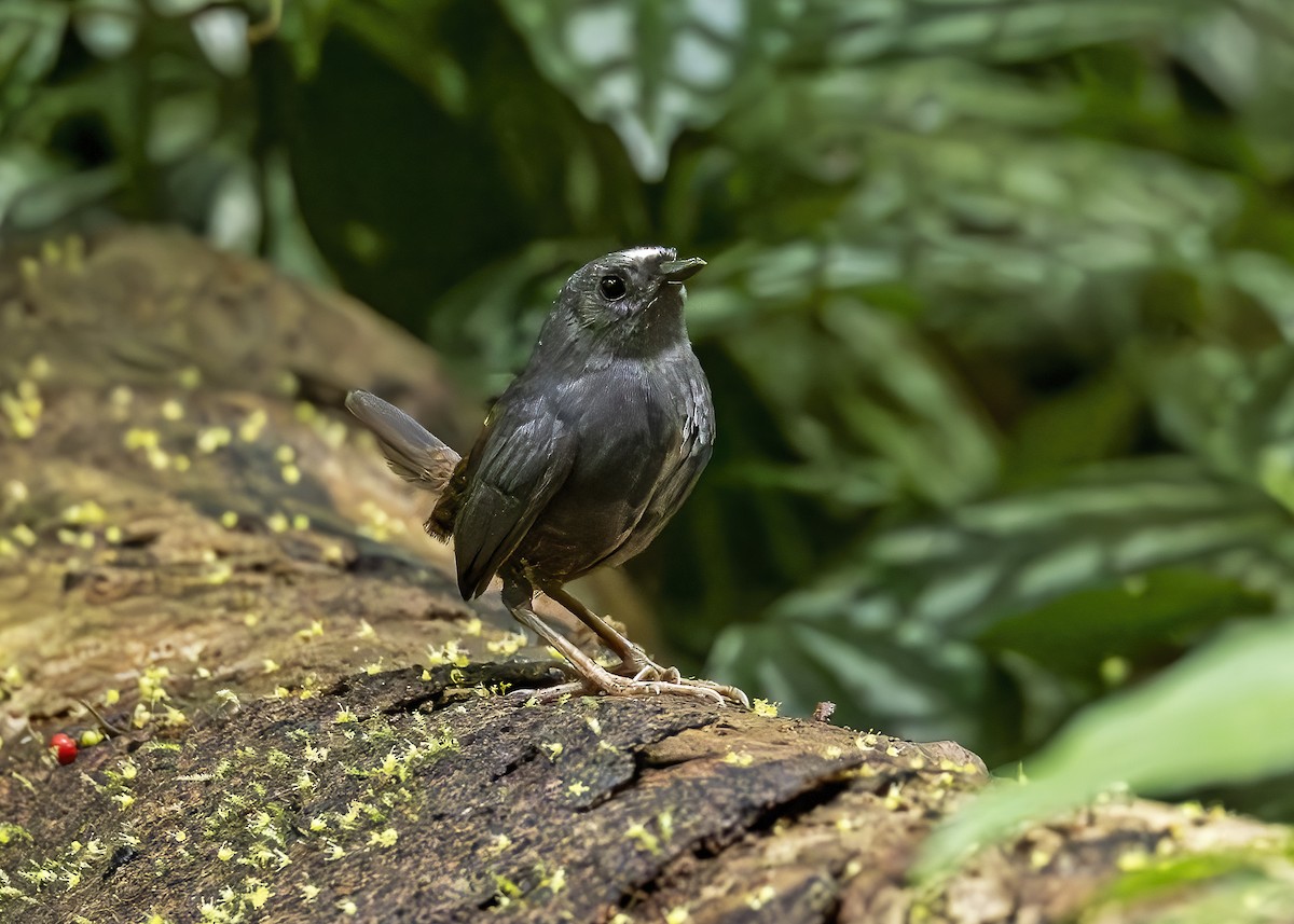 Santa Marta Tapaculo - ML611886940