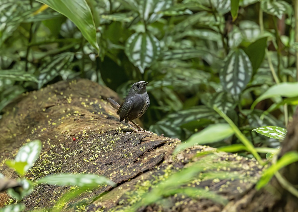 Santa-Marta-Tapaculo - ML611886959