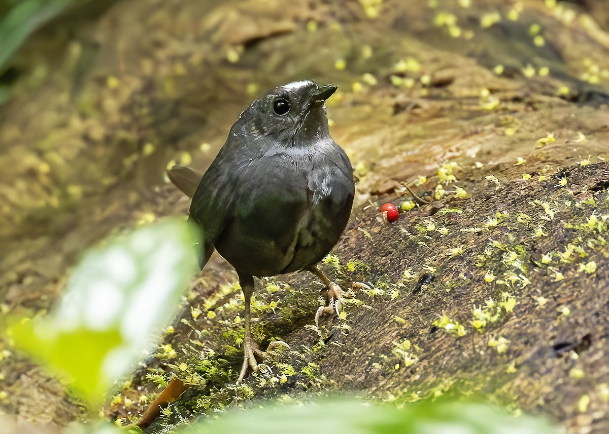 Santa Marta Tapaculo - ML611886977