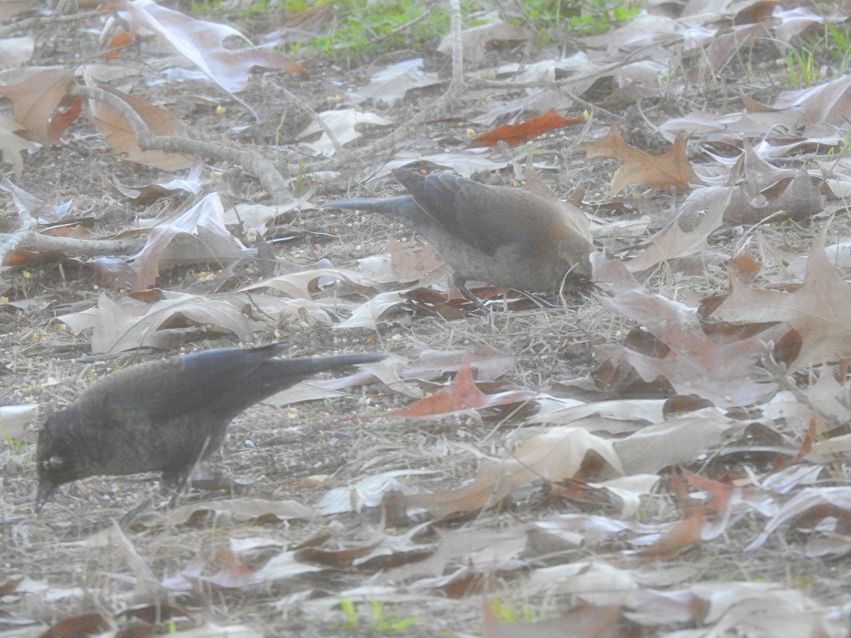 Rusty Blackbird - ML611887010