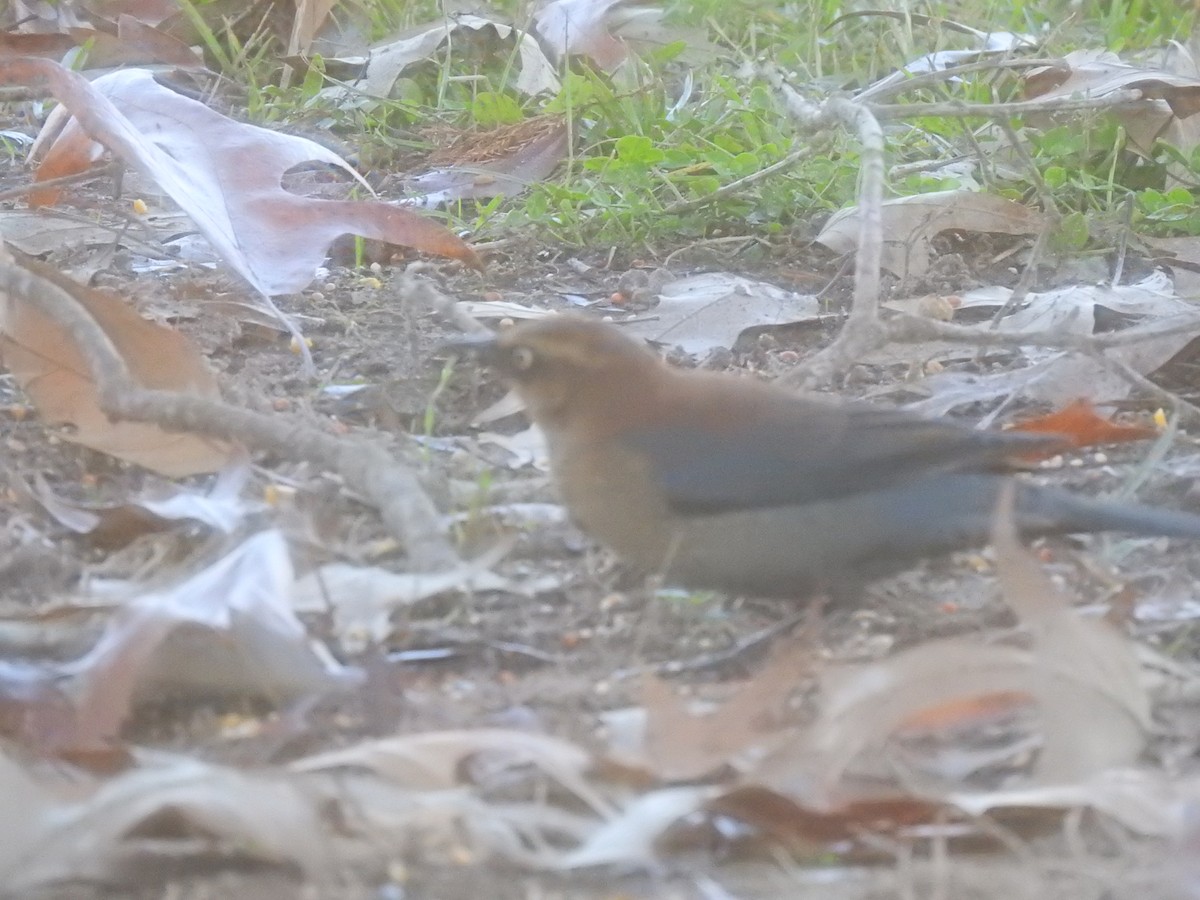 Rusty Blackbird - ML611887025