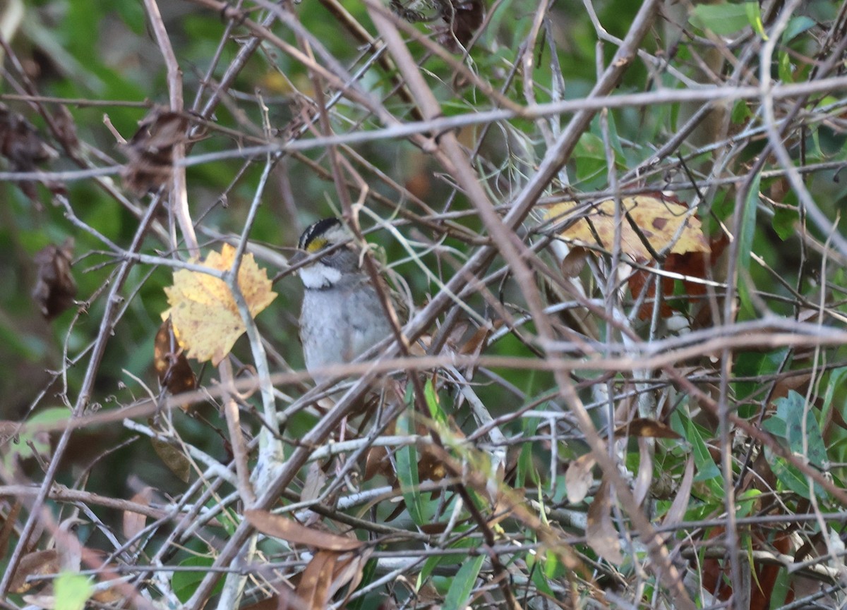 White-throated Sparrow - ML611887090