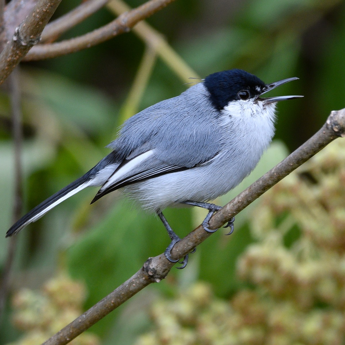 White-lored Gnatcatcher - ML611887092