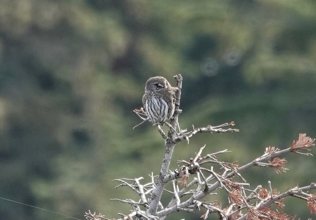 Northern Pygmy-Owl - ML611887250