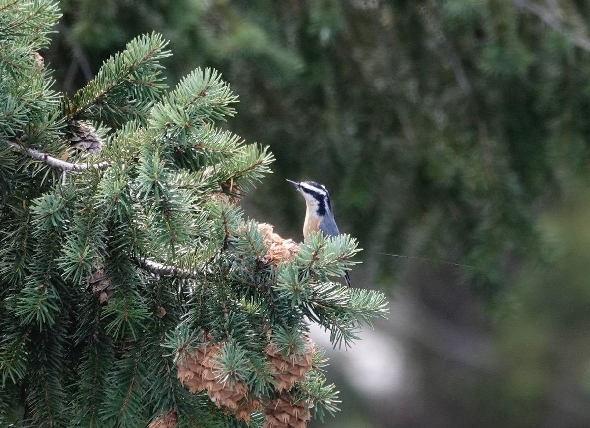 Red-breasted Nuthatch - ML611887264