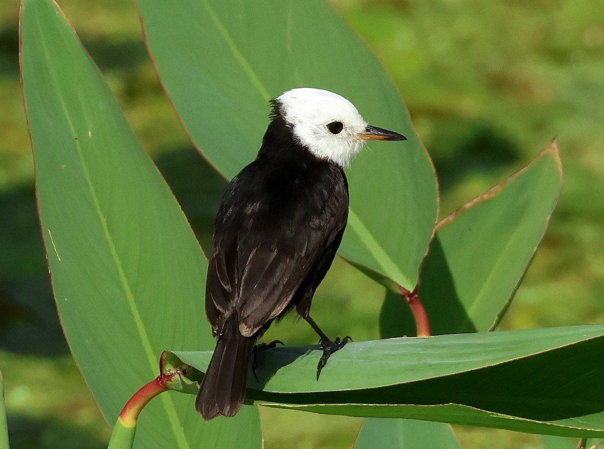 White-headed Marsh Tyrant - ML611887412