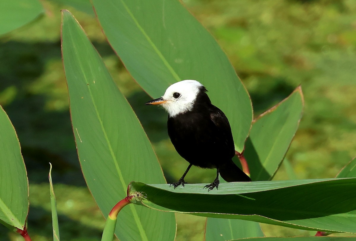 White-headed Marsh Tyrant - ML611887420