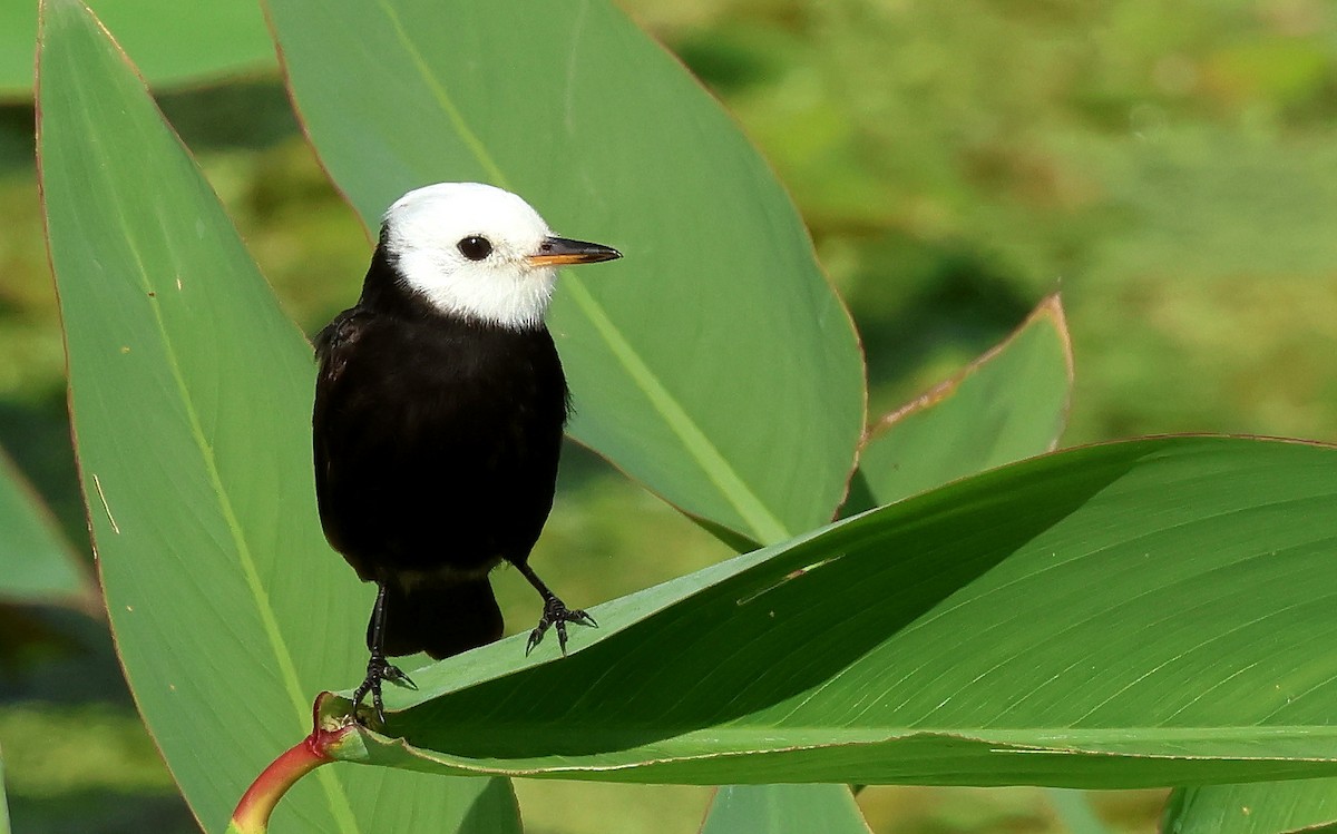 White-headed Marsh Tyrant - ML611887429