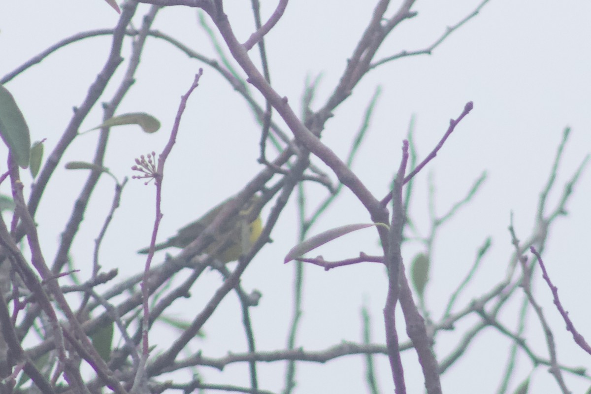 Prairie Warbler - ML611887555