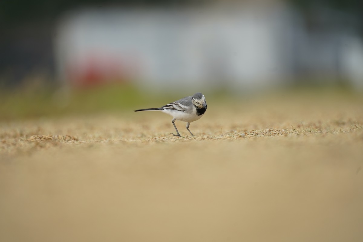 White Wagtail (ocularis) - ML611887570