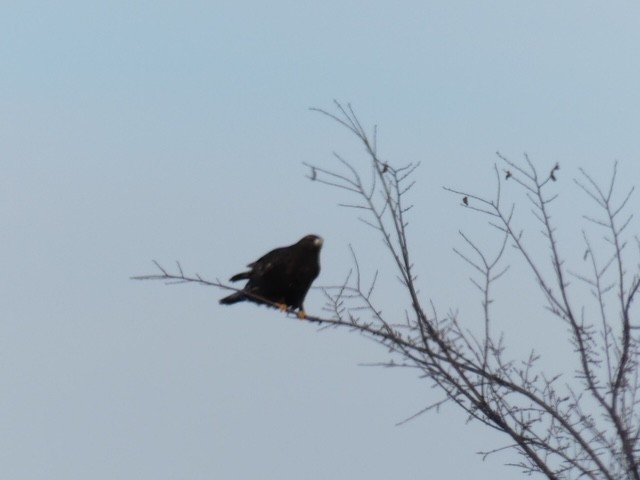 Rough-legged Hawk - Steph Davis