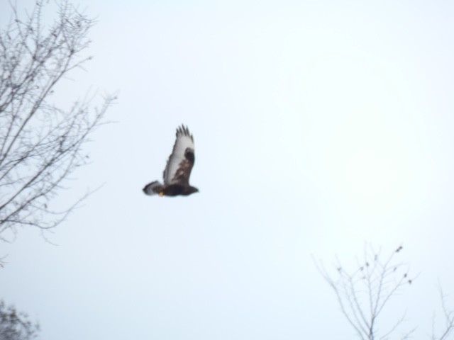 Rough-legged Hawk - Steph Davis